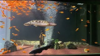 【CO181226】ブラックゴースト・エンドリケリー他 混泳 Black Ghost Knifefish  Polypterus endlicheri [upl. by Zachar882]