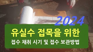 2024 유실수 접목을 위한 접수 채취 시기 및 보관방법 접붙이기 품종갱신 [upl. by Airal]