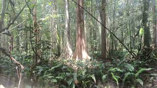 myristica swamps kerala western ghuts forest [upl. by Niu321]