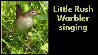 LITTLE RUSH WARBLER singing [upl. by Blaise]