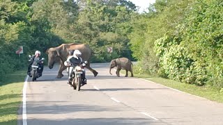 Elephant attack on the road Ataque de elefante en la carretera வீதியில் யானை தாக்குதல் elephant [upl. by Smalley963]