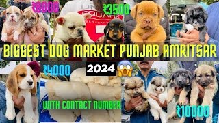 Cheapest Dog Market in Amritsar Punjab 😀 German shepherd DogoCane Corso [upl. by Ebehp]