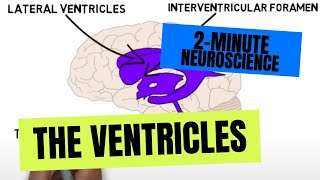 2Minute Neuroscience The Ventricles [upl. by Sudhir]