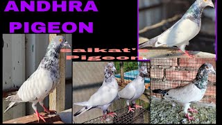 Good quality Andhra Pigeon 🔥🔥🔥 in my loft💥💥westbengal Dankuni [upl. by Nomad]