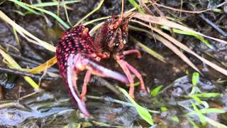 Cangrejos 🦀 estaban en pandilla [upl. by Spracklen]