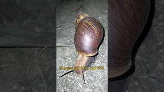 3 AMAZING FACTS ABOUT SNAIL short [upl. by Aihseyn]