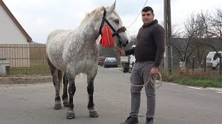 Caii lui Dragos de la Rascruci Cluj  2024 Nou [upl. by Tullusus]