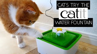 CATIT FLOWER FOUNTAIN MINI REVIEW  SVEN amp ROBBIE [upl. by Haliehs96]