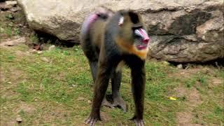 Male maNdRill monKey walking on the grASS [upl. by Chubb]