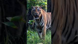 A sight from tadoba andhari tiger reserve tadobanationalpark shortsviral [upl. by Aicinad]