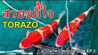 สวยขยี้ใจ Kohaku ginrin พึ่งเคยเจอสวยขนาดนี้ Torazo koi farm  ล่าปลาคาร์พญี่ปุ่น EP3 [upl. by Holladay216]