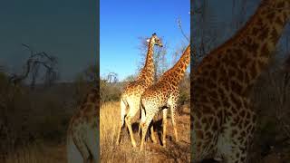 Giraffe Safaripark near Johannesburg [upl. by Jutta]