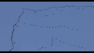 Cackling Geese Migrating South [upl. by Ibot]