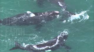 Whales interacting with dolphins from the film THE EARTH WINS [upl. by Timi]