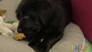 11 week old Labrador Puppy´s first week at homeLabrador Welpe [upl. by Maxima]