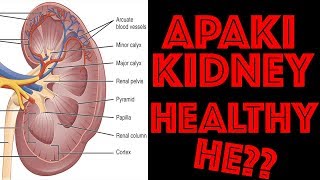 eGFR Test Explained in Hindi  How you can calculate your GFR  Medical Guruji [upl. by Ainival]