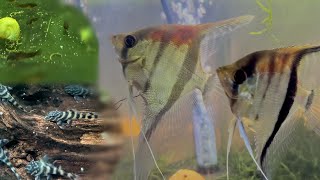 Fish Breeding Room Update  Angelfish Apistogramma Plecos Corydoras [upl. by Ansel754]