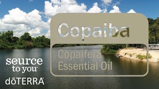 doTERRA Copaiba Essential Oil [upl. by Costanzia]