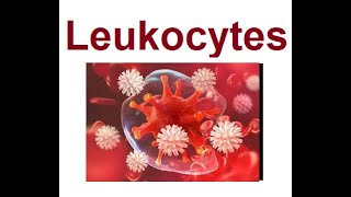 Leukocytes structure and functions  2024 [upl. by Bunde]