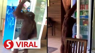 Orangutan helps himself to cool drinks at the Rainforest Discovery Centre in Sandakan [upl. by Eciruam]