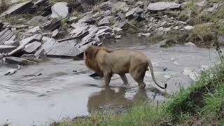 Sankai  Moniko Male Crossing River amp entering in Black Rock Male Lions Territory  2 February 2024 [upl. by Cammi418]