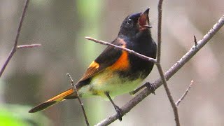 American Redstart [upl. by Bettzel]