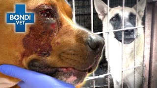 Vets Fight for Animal Abuse Survivors 💔  Bondi Vet Compilation  Bondi Vet [upl. by Forras396]