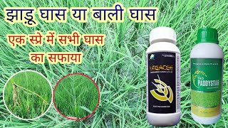 jhadu wali ghas ki dava dhan ki ghas ki dava  paddy herbicide  धान क़ी घास क़ी दवा [upl. by Neelram41]