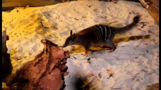 Endangered Animals Numbat [upl. by Sidalg]