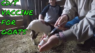 CDT Vaccine For Goats  How To Administer The Shot [upl. by Chute986]