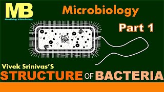 STRUCTURE OF BACTERIA  Part 1  Microbiology  Vivek Srinivas  Bacteriology [upl. by Hyacinth]