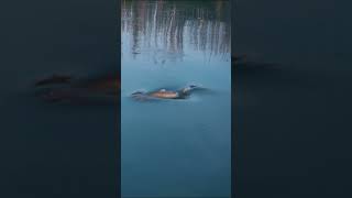 Kenai River Rainbow Trout  FlyFishing Alaska [upl. by Sitof]