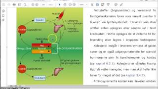 Regulering af blodsukker [upl. by Bevon394]