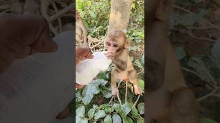 Cute baby drinking milk 🍼🍼🍼🐵🐵🐵 cute monkeyvideo monkey 0497 [upl. by Iago134]