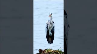 The Grey Heron standing strong with one legwildlifephotography birdwatching wildbirdphotography [upl. by Jeffcott57]