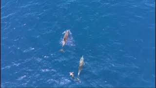 Dolphin and whale watching  Tenerife  speedboat [upl. by Aicena614]