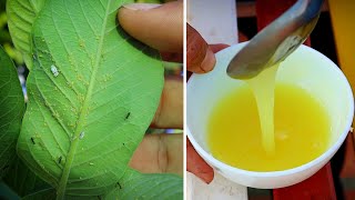 How to make organic Pesticide Insecticide Fungicide for all plants Amazing all in one solution [upl. by Danna]