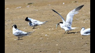 sandwich terns seen on hengistbury head in Dorset shorts birds wildlife whitethroatedkingfisher [upl. by Salinas256]