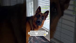 退役犬：我是逃不出饲养员的手掌心了？狗狗 狗 [upl. by Idarb]