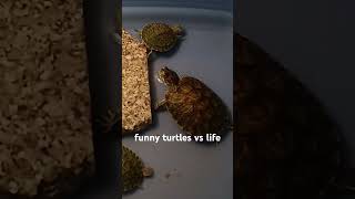 Turtle Basking funny turtles vs lifei like turtles turtles turtle fishtank tortoise snail snake [upl. by Nylg]