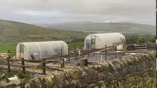 Polytunnels versus Storm Ciara and 75mph winds [upl. by Neerom778]