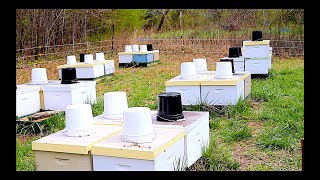 Expanding Your Apiary [upl. by Lewellen]