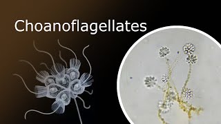 All About Choanoflagellates Description Anatomy and Habitat Codosiga Colony Under a Microscope [upl. by Ecineg]