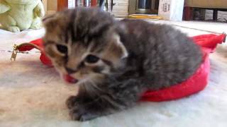 25 Week Baby Kitten Hissing at me Too Funny [upl. by Percival]