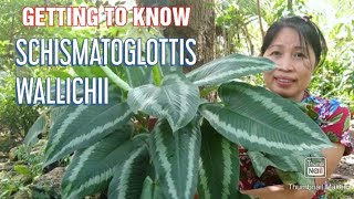 SCHISMATOGLOTTIS WALLICHII PLANT CARE AND PROPAGATION  HOUSEPLANTS PHILIPPINES [upl. by Novanod]