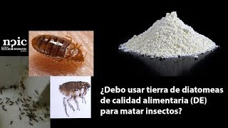 ¿Debo usar tierra de diatomeas de calidad alimentaria DE para matar insectos [upl. by Cheryl178]