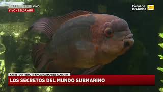 Visitamos el Acuario Daniel´s Mar Los secretos del mundo marino Parte 2 en Hoy Nos Toca [upl. by Kostman]