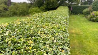 Trimming a Fagus sylvatica hedge gardening hedgecutting stihl henchman [upl. by Eolcin]