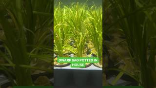 DWARF SAGITTARIA SUBULATA EASIEST FOREGROUND PLANT POTTED IN HOUSE [upl. by Omar951]