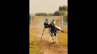 Nazabazi with Mubashar Tiwana beautifulhorses horse pakistan punjab youtube youtubeshorts [upl. by Eila]